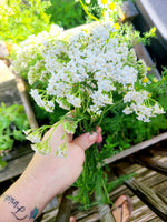 August 1st:  Five Common Yard Weeds and some Practical Uses Class