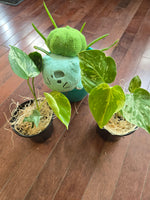 Monstera "Bulbasaur"