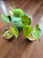 Monstera "Bulbasaur"
