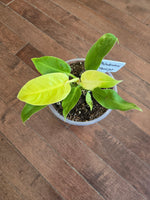 Philodendron "Moonlight"