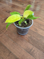 Philodendron "Moonlight"