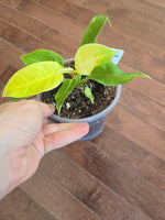Philodendron "Moonlight"