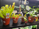 Spooky Terrarium Workshop